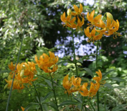 Lilium hansonii - Gruppe