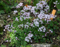 Thalictrum kiusianum