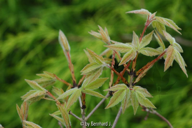 Acer triflorum