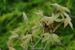 Acer triflorum
