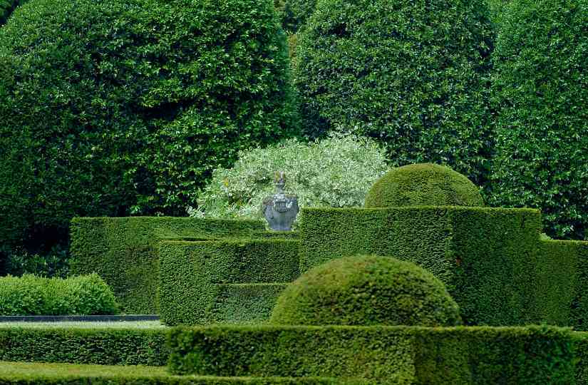 Taxus