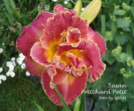 Susan Pritchard Petit