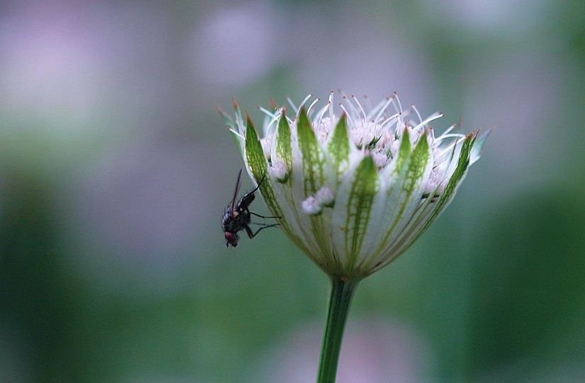 Astrantia 1