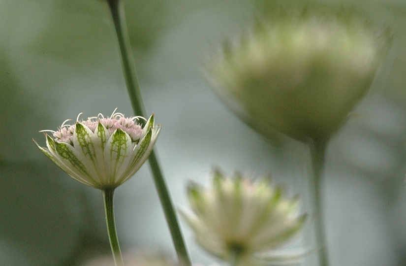Astrantia 2