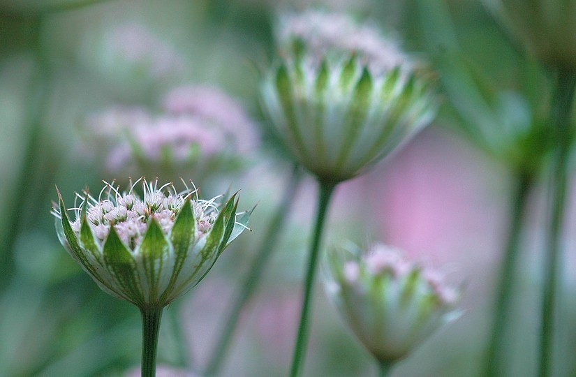 Astrantia 3