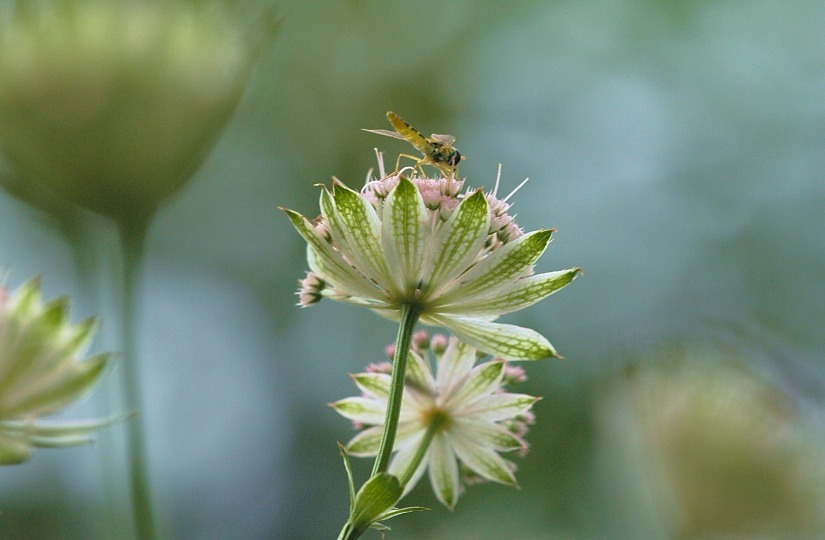 Astrantia 4