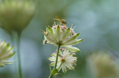 Astrantia 4