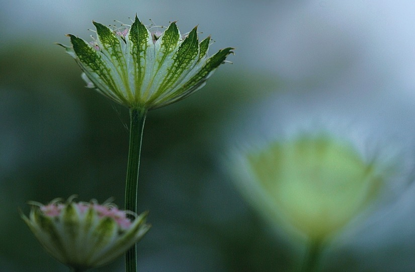 Astrantia 5