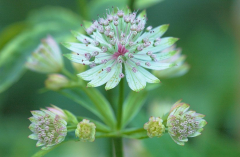 Astrantia