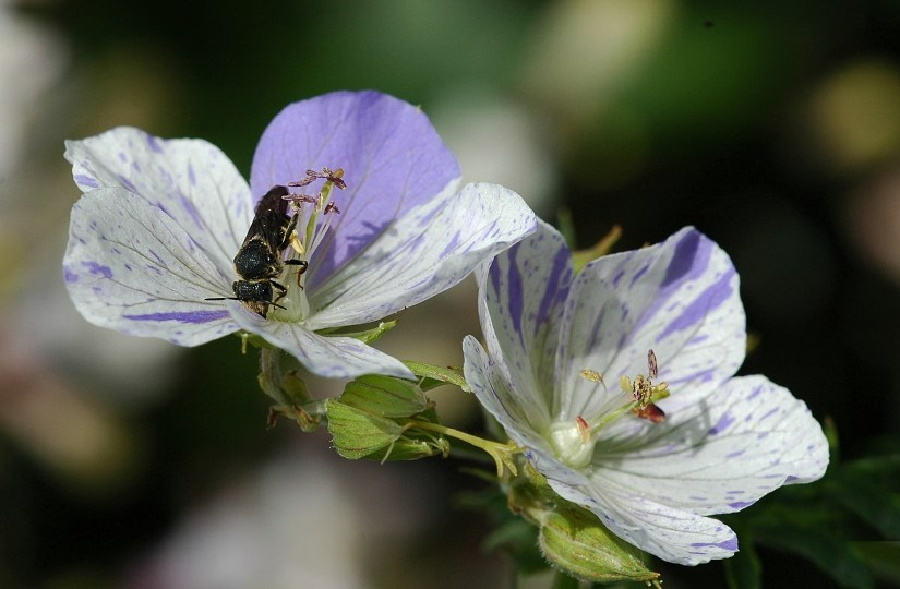 Geranium