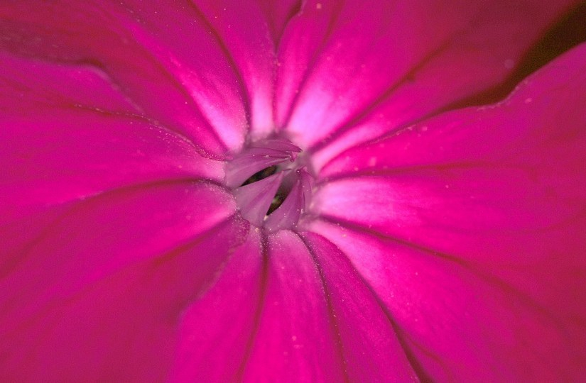 Lychnis 1