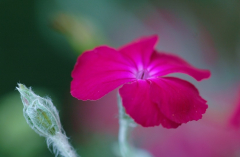 Lychnis 2