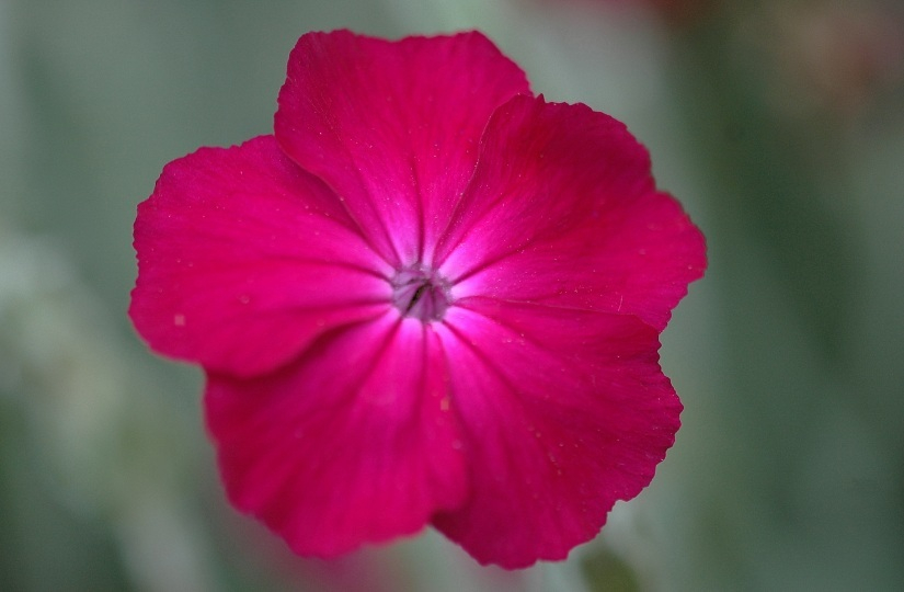 Lychnis 3