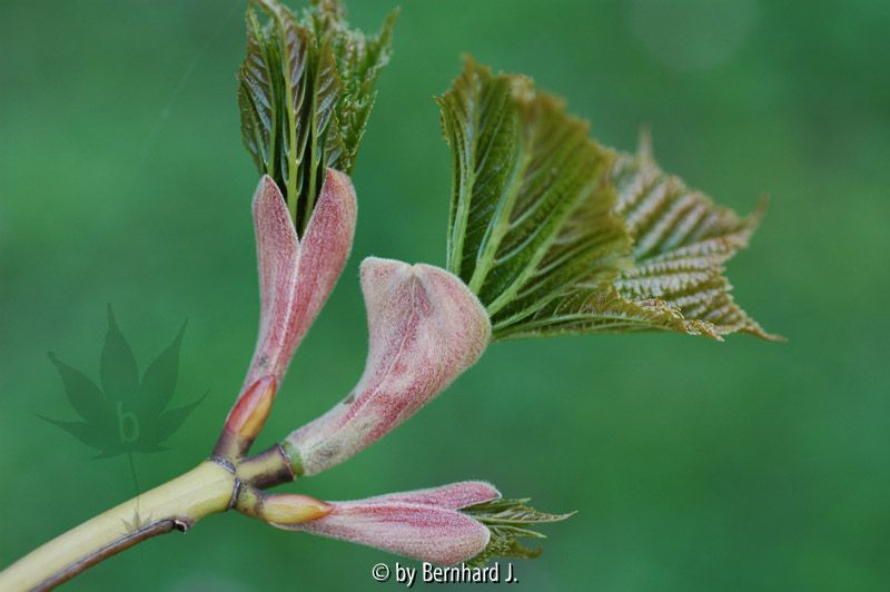 Acer tegmentosum