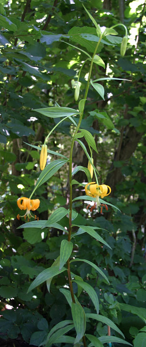 Lilium lijiangense - Habitus
