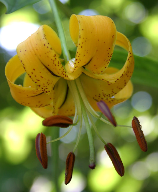 Lilium lijiangense - Blüte