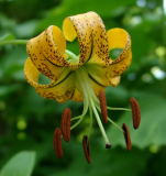 Lilium lijiangense - Blüte