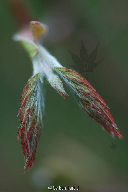 Acer sieboldianum