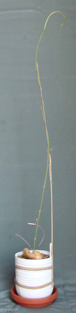 '