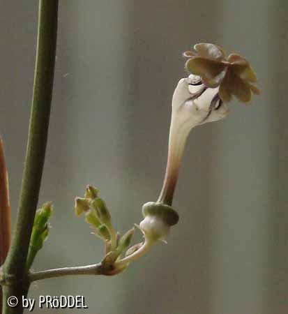 Ceropegia Bluete 1