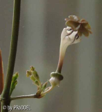 Ceropegia Bluete 1
