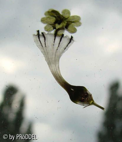 gepresste Ceropegia Bluete