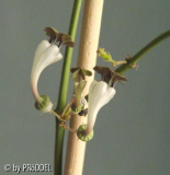 Ceropegia Bluete 2