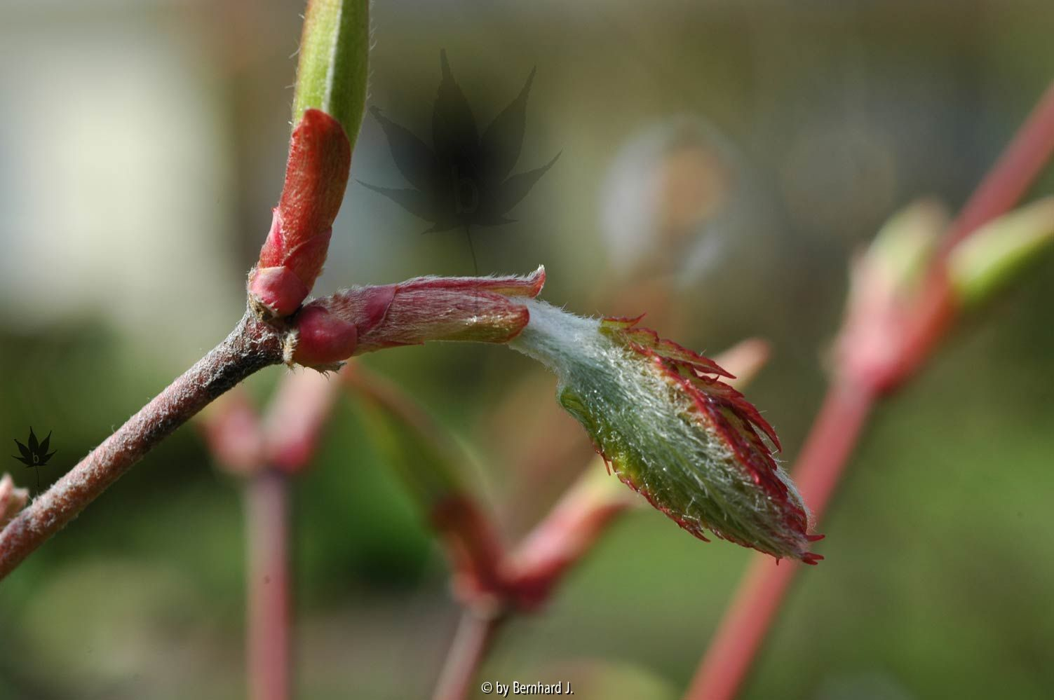 Acer sieboldianum