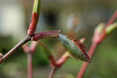 Acer sieboldianum