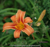 Hemerocallis fulva