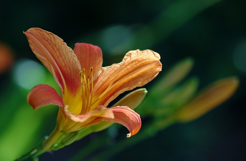 Hemerocallis