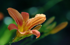 Hemerocallis