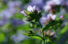 Campanula