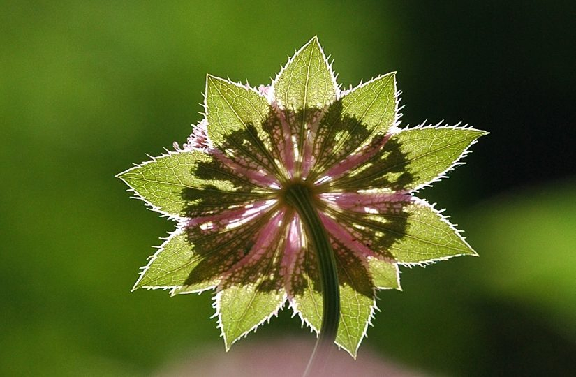 Astrantia