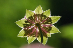 Astrantia