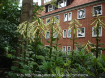 Cardiocrinum giganteum - 11.06.2007