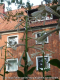 Cardiocrinum giganteum - 20.06.2007 - I