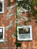 Cardiocrinum giganteum - 20.06.2007 - II