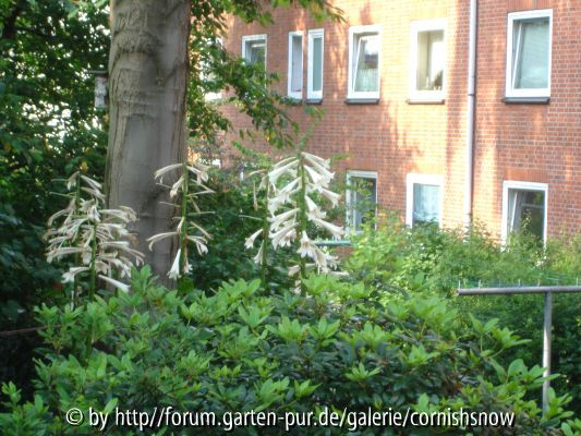 Cardiocrinum giganteum - 20.06.2007 - III
