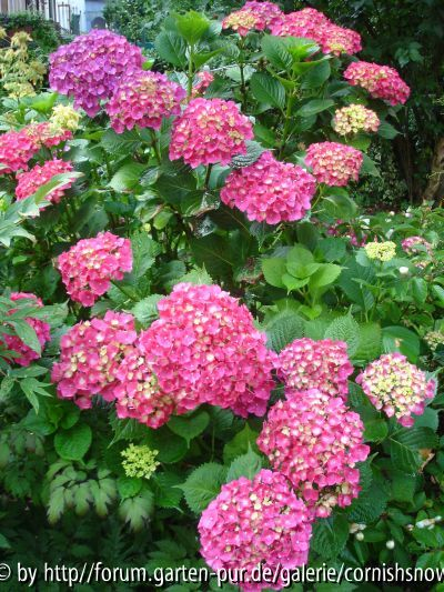Hydrangea macrophylla ? - I