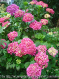 Hydrangea macrophylla ? - I