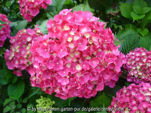 Hydrangea macrophylla ? - II