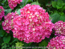 Hydrangea macrophylla ? - II