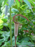 '