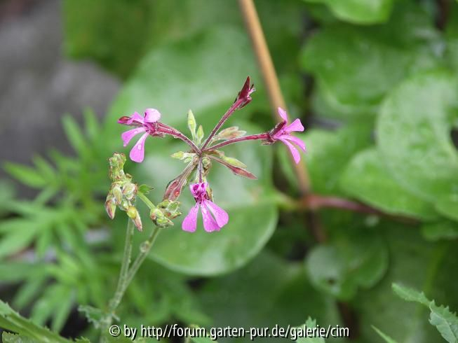 Umckaloabo_Pelargonium sidoides_Kapstadtgeranie