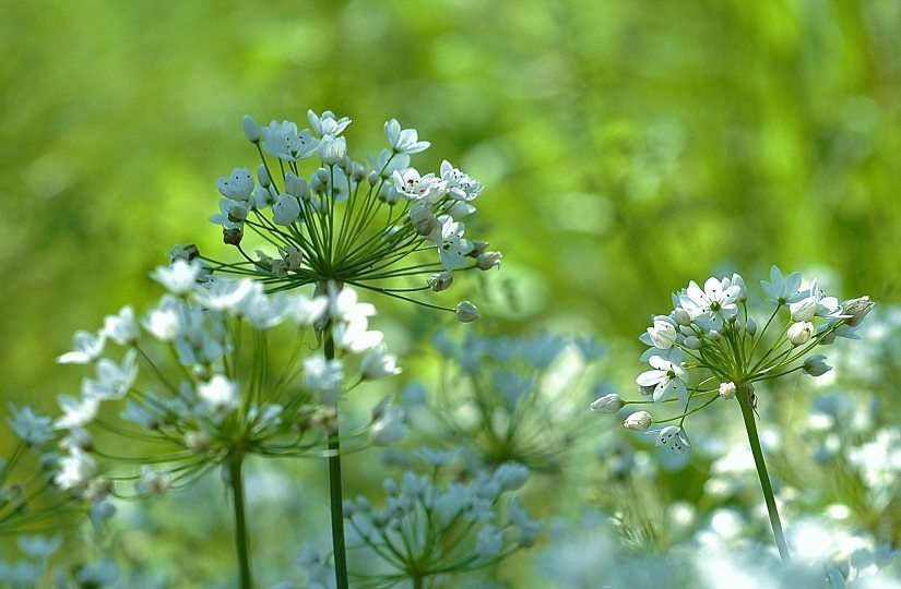 Allium 2