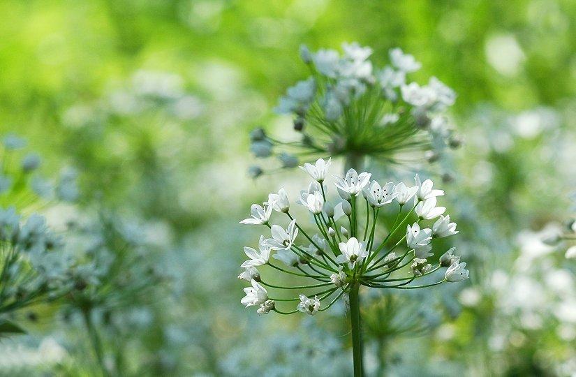 Allium 3