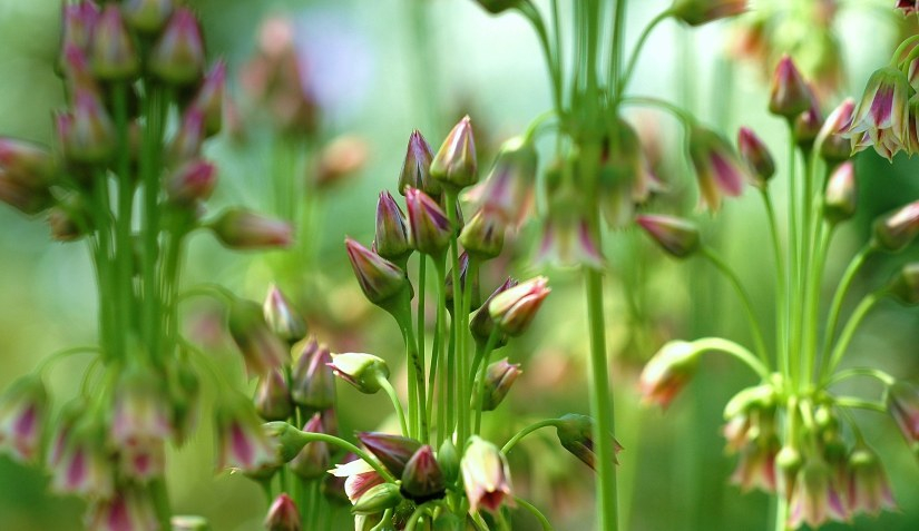 Allium 1