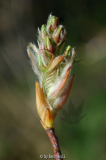 Amelanchier lamarckii - Kupferfelsenbirne