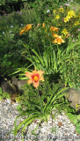 bumble bee und nachwuchs